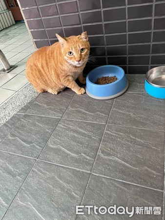 ▲臉貼玻璃門！浪貓清晨「詭異監工」盯到心發寒　網笑：要你收編啦。（圖／網友張先生提供）