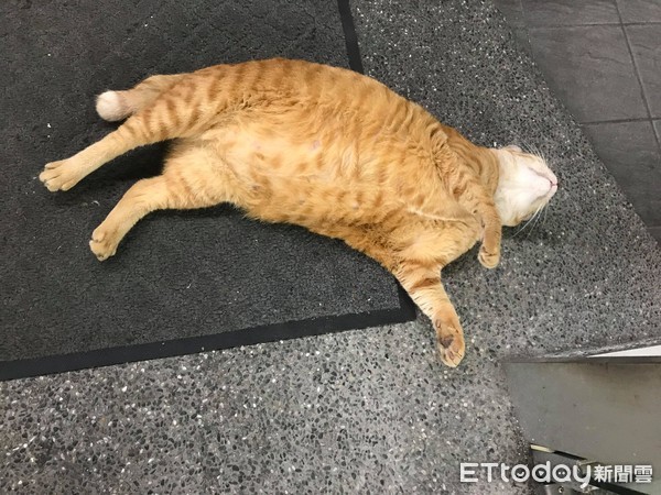 ▲臉貼玻璃門！浪貓清晨「詭異監工」盯到心發寒　網笑：要你收編啦。（圖／網友張先生提供）