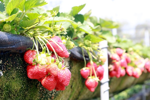 ▲台南善化草莓季活動開跑。（圖／取自台南市網站）