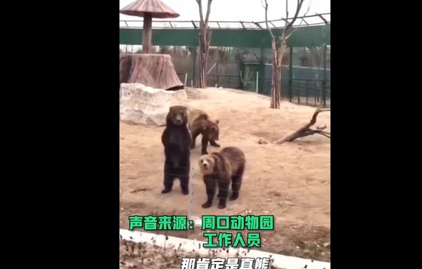 ▲▼大陸野生動物園裡的黑熊向遊客打招呼            。（圖／翻攝 封面新聞）
