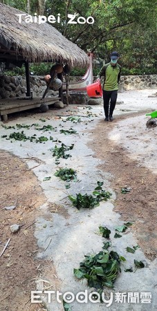 蘭嶼豬。（圖／台北市立動物園提供）