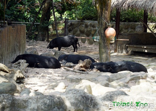 蘭嶼豬。（圖／台北市立動物園提供）