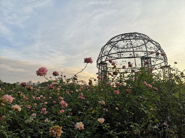 ▲「2021臺北玫瑰展」將於3月12日在花博公園新生園區登場。（圖／公園處提供）