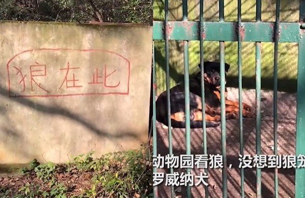 ▲▼遊客到湖北一間動物園遊玩，卻發現園方用狗冒充狼。（圖／翻攝自燃視頻）