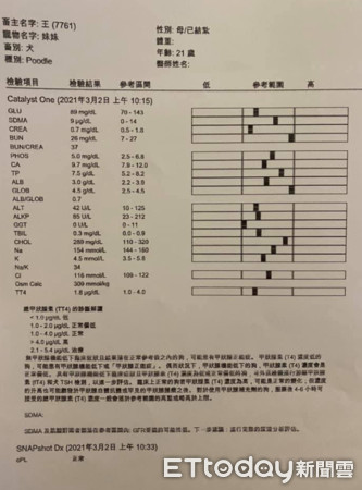 ▲全盲又耳聾！21歲老貴賓交出漂亮成績單　媽感動「曝4招」長壽秘訣。（圖／網友王晴晴提供，請勿隨意翻拍，以免侵權。）