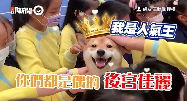 ▲▼柴犬寵物日。（圖／即新聞／網友王勳偉授權提供）