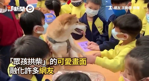 ▲▼柴犬寵物日。（圖／即新聞／網友王勳偉授權提供）