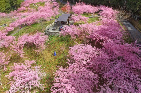 ▲▼福壽山農場千櫻園。（圖／《飛翔在天際》提供）