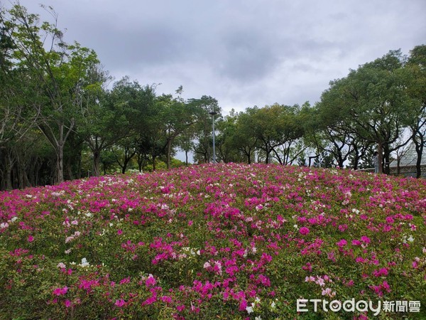 ▲賞花不用上陽明山　大安森林公園杜鵑花3／6進入盛花期。（圖／取自台北市政府）