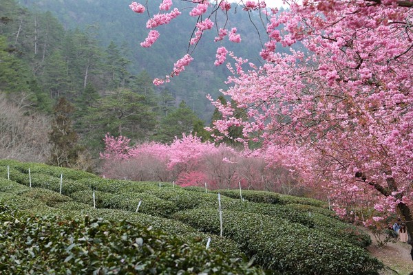 ▲▼武陵農場櫻花。（圖／可樂旅遊提供）