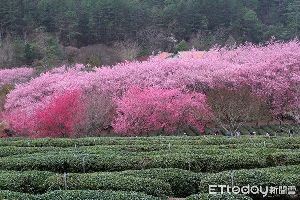 ▲武陵農場粉紅花球開滿枝頭。（圖／雄獅旅遊提供）