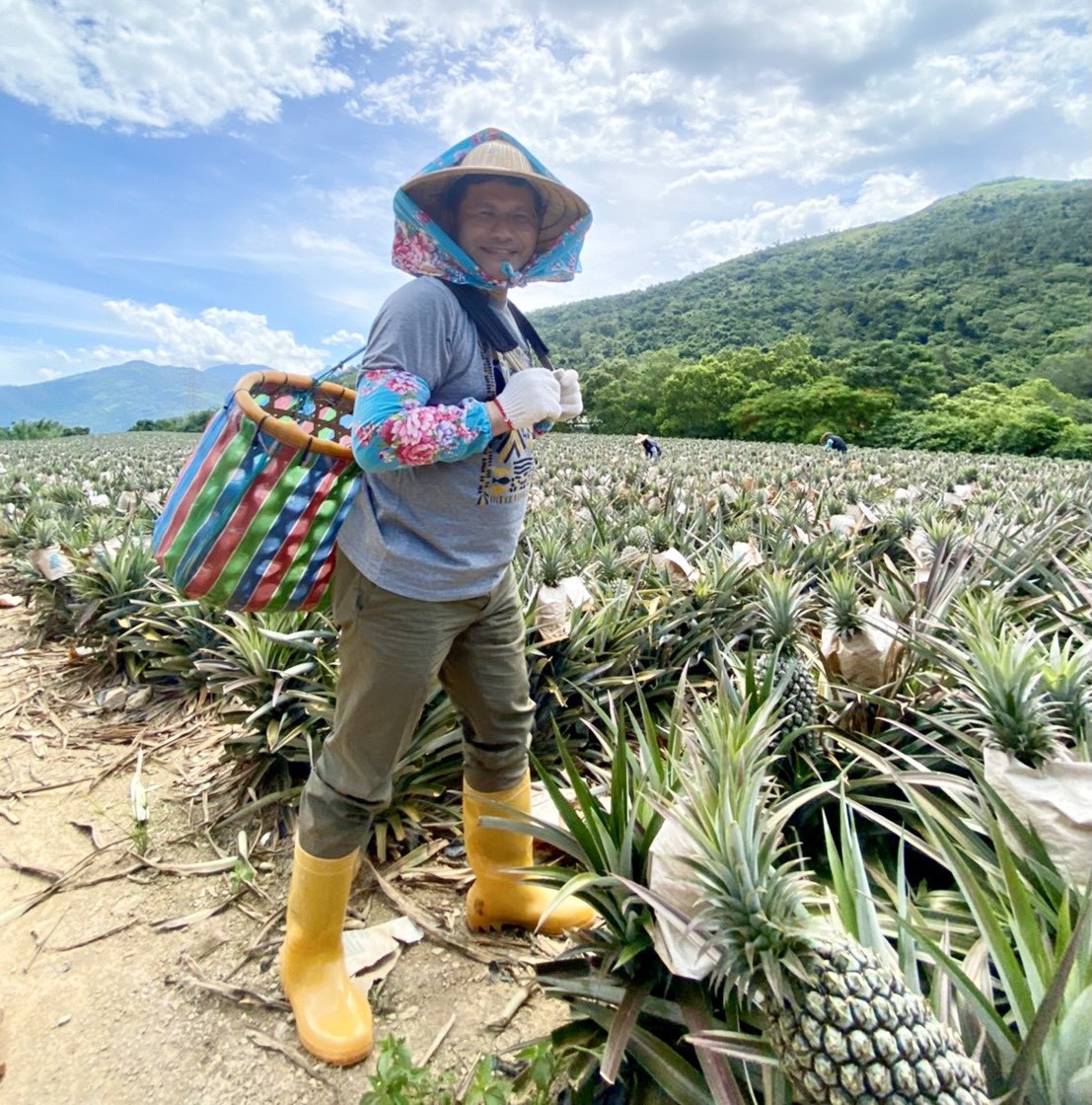 ▲▼交通部認購7.6萬顆鳳梨。（圖／交通部）