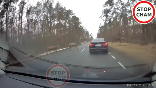 ▲10多隻的鹿群穿過波蘭道路，考驗駕駛的反應。（圖／翻攝Stop Cham）