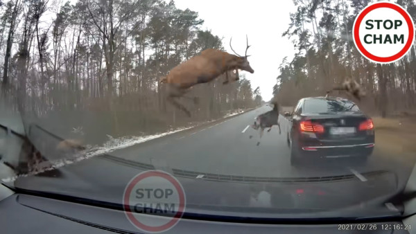 ▲10多隻的鹿群穿過波蘭道路，考驗駕駛的反應。（圖／翻攝Stop Cham）