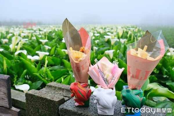 ▲財福海芋田5日花況。（圖／記者彭懷玉攝）