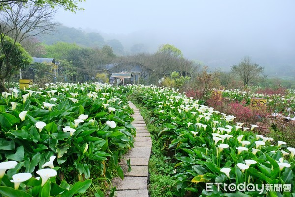 ▲「苗榜海芋園」是竹子湖海芋園中面積最大的一座。（圖／記者彭懷玉攝）