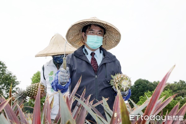 ▲台南市長黃偉哲為了解台南鳳梨生產狀況，與市議員郭鴻儀至關廟區鳳梨田園視察，並與鳳梨農交流，傾聽農民心聲。（圖／記者林悅翻攝，下同）