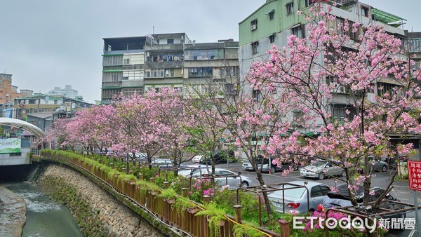 ▲新北賞櫻不必遠尋 土城希望之河60株粉櫻綻放。（圖／新北市景觀處提供）