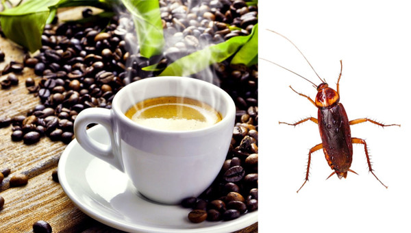 ▲▼咖啡,蟑螂。（組圖／取自免費圖庫Pixabay）