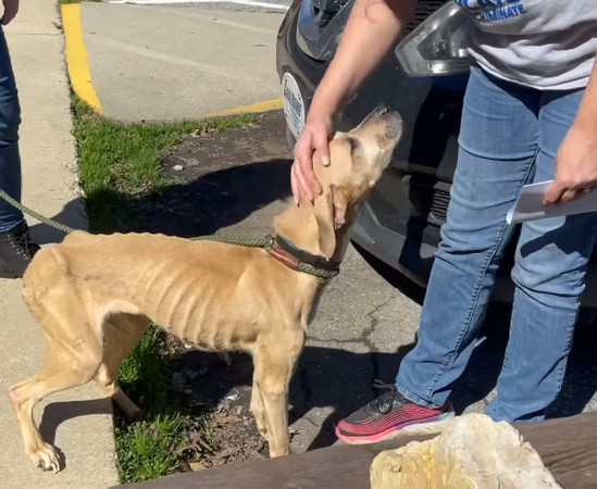 皮包骨狗狗。（圖／翻攝自Guilford County Animal Services）