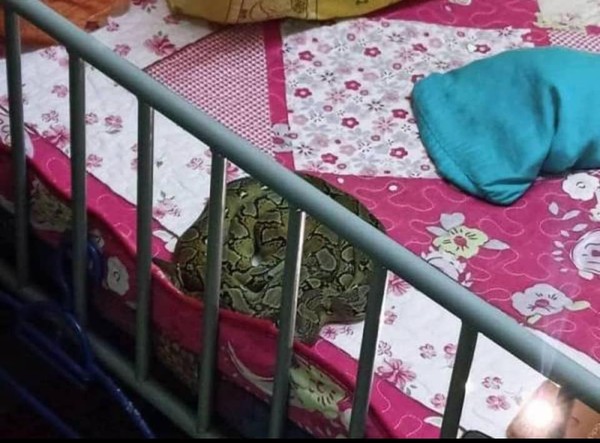 ▲▼馬來西亞媽媽發現一條大蟒蛇盤繞在熟睡女兒的肩上。（圖／翻攝自Facebook／Lazdrop Asia）