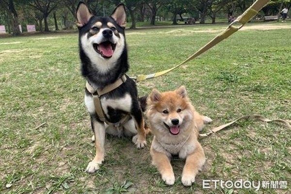 ▲▼長毛柴犬酸黃瓜。（圖／IG@tsujiang.pickles__shiba授權提供）