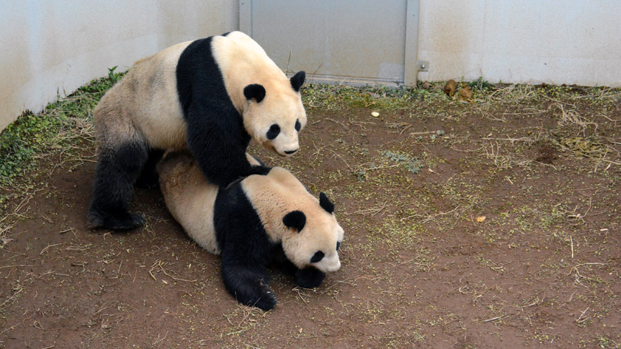 ▲▼102秒高清無碼片曝！　動物園內大貓熊「激情交疊」。（圖／tokyo-zoo.net）