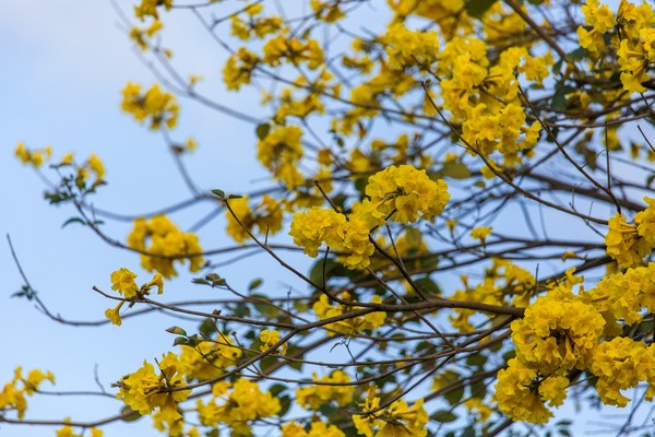 ▲▼台南花海，台南黃花風鈴木。（圖／台南市政府提供）