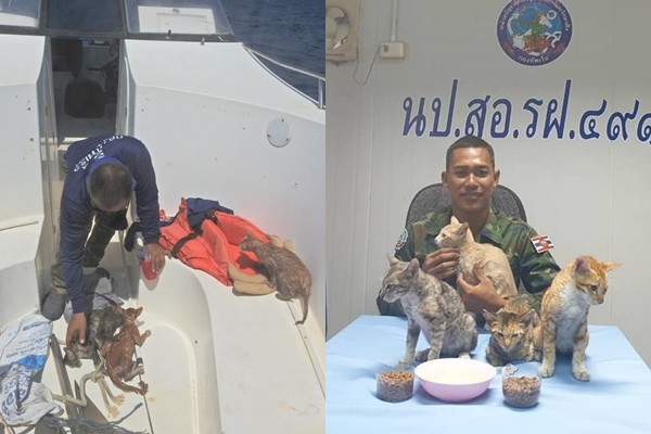 ▲▼泰國海軍英勇救援小貓。（圖／翻攝自Facebook／@RoyalThaiNavyFanpage）