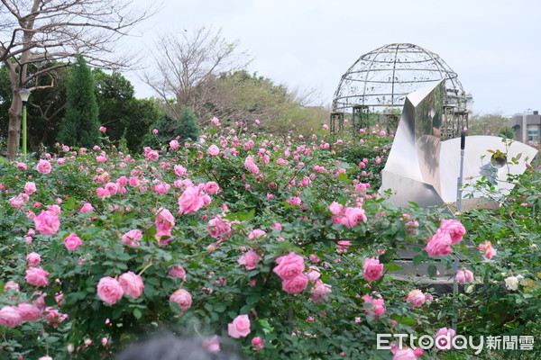 ▲台北玫瑰園多了五彩品種區等三區。（圖／記者彭懷玉攝）