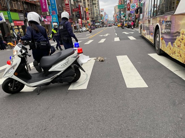 ▲▼三重員警救起遭撞瀕死貓咪，送往動物醫院急救。（圖／翻攝自臉書社團貓咪也瘋狂）