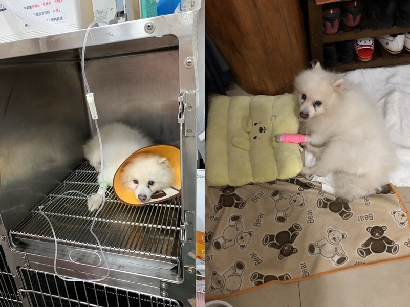 吞掉桌上好幾條巧克力 狐狸犬中毒 爆吐狂拉 急送醫撿一命 Ettoday寵物雲 Ettoday新聞雲 吞掉桌上好幾條巧克力 狐狸犬中毒 爆吐狂拉 急送醫撿一命 Ettoday寵物雲 Ettoday新聞雲