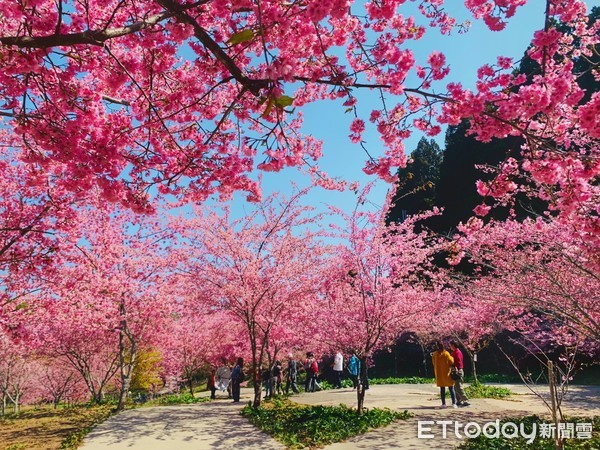 ▲▼台中福壽山農場千櫻園。（圖／記者蔡玟君攝）