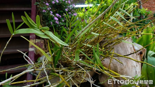 ▲鄒族神花金草石斛蘭。（圖／林務局南投林管處提供）