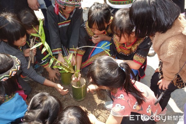 ▲久美民族小學學童在植樹節前夕種下鄒族神樹和神花種苗。（圖／林務局南投林管處提供）