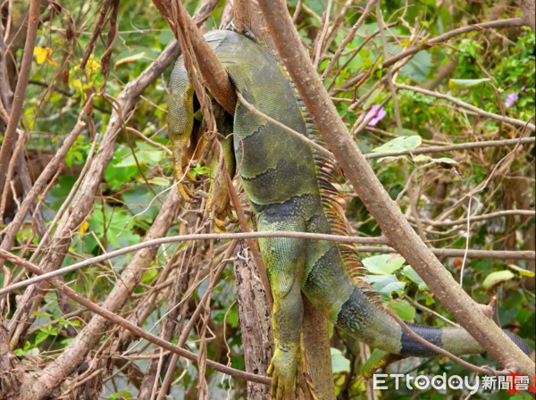 ▲網紅「吳小珍」直擊二林溪流域綠鬣蜥屍體掛在枝頭的景象。（圖／吳小珍提供）