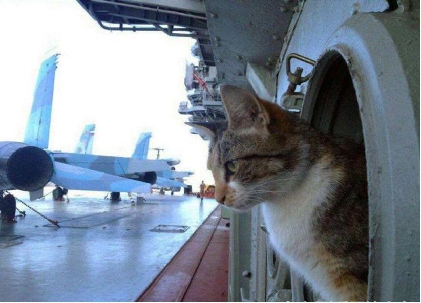 貓,老鼠,潛艦,捕鼠,防鼠板,俄羅斯,艦貓,蘇聯,海軍,茄比級
