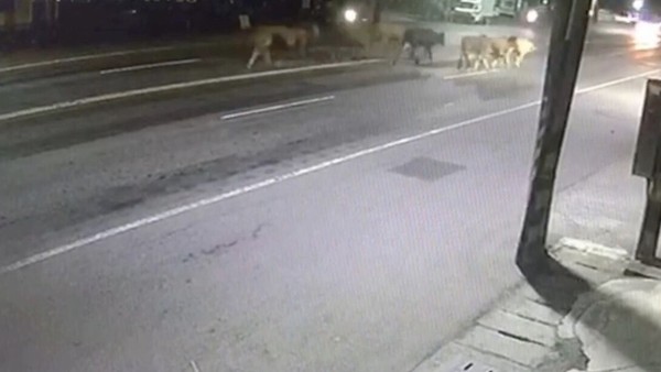 ▲▼  牛群被狗嚇到逃跑到路中央，被網友戲稱是藍寶堅尼逆向中           。（圖／記者黃子倩翻攝）