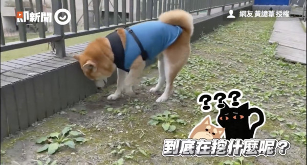 ▲▼柴犬麻吉。（圖／即新聞／飼主黃譩葦授權提供）