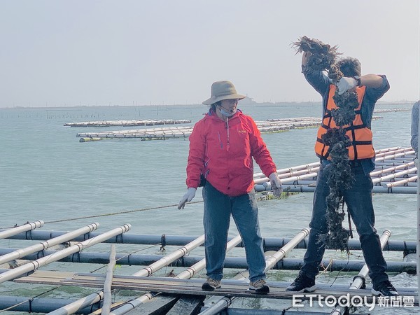 ▲▼台南龍海號，七股網仔寮汕。（圖／記者蔡玟君攝）