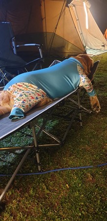 ▲阿金露營度假「軟癱座椅」累到睡昏去！　網笑噴：帳篷牠搭的？（圖／有點毛毛的／粉專「歐 什麼來著？」提供）