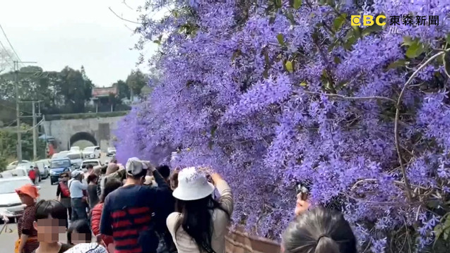 ▲▼南投「紫花隧道」爆紅！園主好心反被遊客瞪　忍痛砍掉20年花牆。（圖／東森新聞）