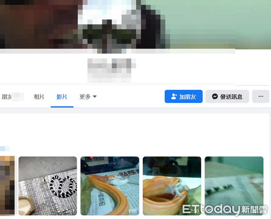 ▲涉嫌恐嚇台北市捷運公司的李姓男子愛養球蟒，臉書影片都是球蟒吞食秀影片。（圖／記者張君豪翻攝）