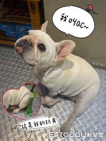 ▲「法鬥犬QC」閉眼甜睡牧羊人派中心　網驚呆：怎麼可以吃狗狗！。（圖／臉書粉專「丸子小姐 まるこさん」提供）