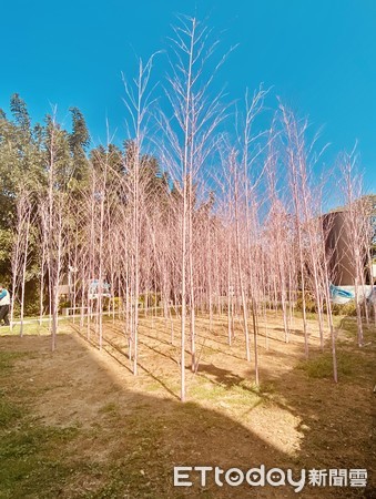 ▲▼彰化八卦山吉光片羽和粉紅竹林。（圖／參山國家風景區管理處提供）