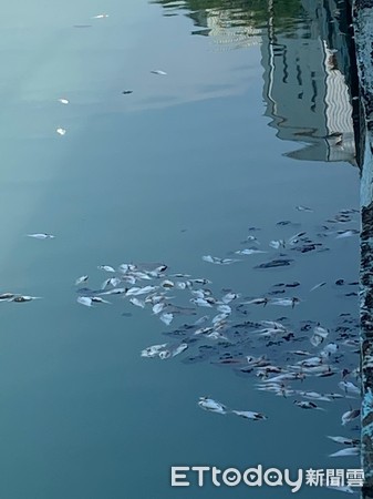 ▲台南運河出現大批魚屍，台南市議員李啟維要求市府盡速查明原因，並儘速打撈，避免污染水質與環境。（圖／記者林悅翻攝，下同）