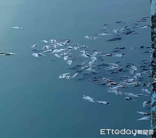 ▲台南運河出現大批魚屍，台南市議員李啟維要求市府盡速查明原因，並儘速打撈，避免污染水質與環境。（圖／記者林悅翻攝，下同）