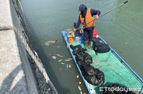 ▲台南市環保局派員在台南運河清除死魚，避免二次污染。（圖／記者林悅翻攝）