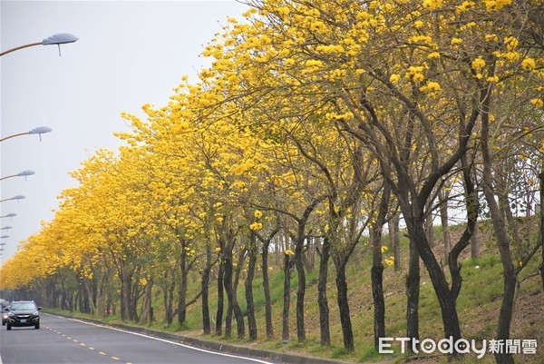 ▲許民眾慕名而來賞花、拍照、打卡，但因堤防道路小，民眾任意停車外更為了拍照任意穿梭馬路，險象環生惹民怨。 （圖／翻攝自Facebook／虎尾人(讚)出來）