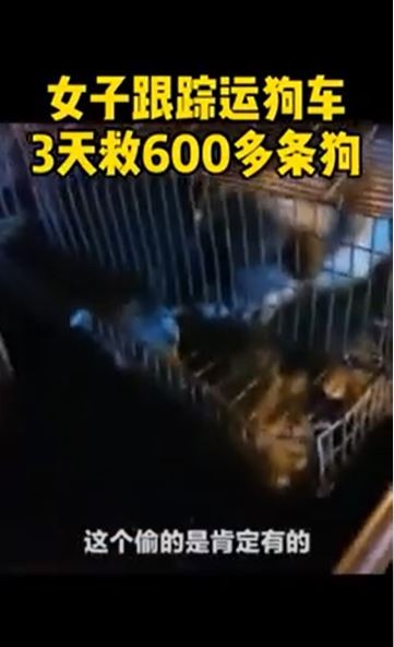 ▲▼女子鍥而不捨跟蹤3日3夜 截停貨車救出逾600寵物犬。（圖／微博沸點視頻）